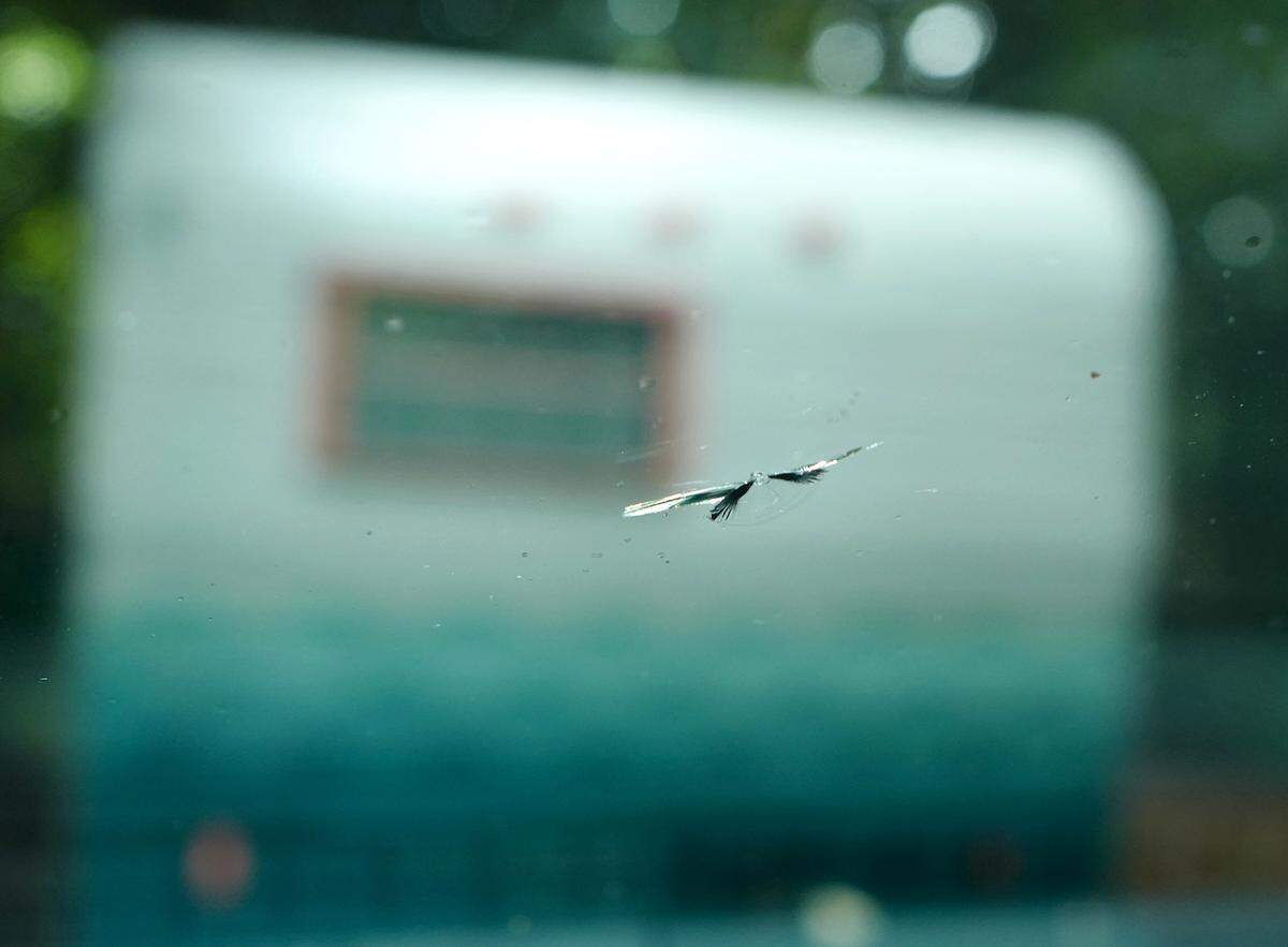 Reporter Martha Quillin picked up a seagull-shaped chip in her windshield in Shelby, which made the list of her worst souvenirs from her travels.