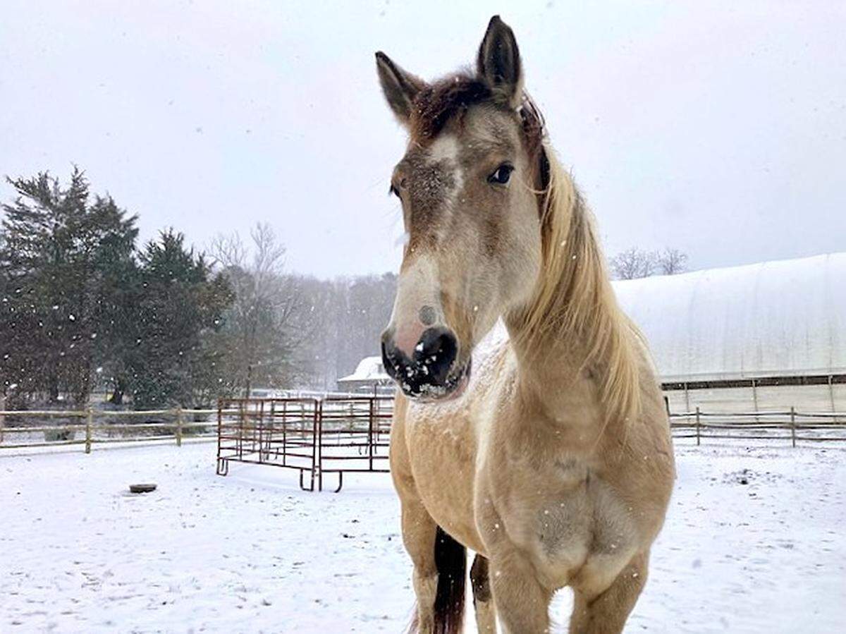 A horse stands as snow begins to fall Saturday afternoon at Sunrise Community Farm Center in Orange County.