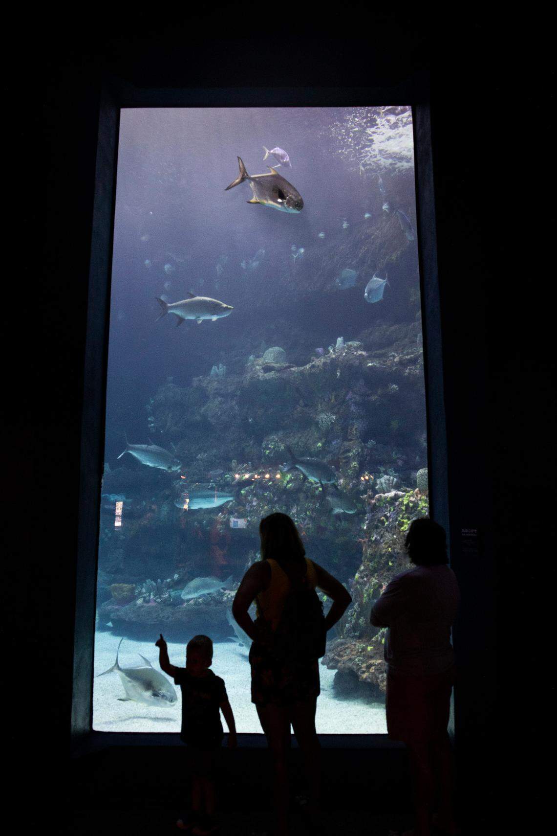 Visitors watch a variety of native marine life at the North Carolina Aquarium at Fort Fisher.