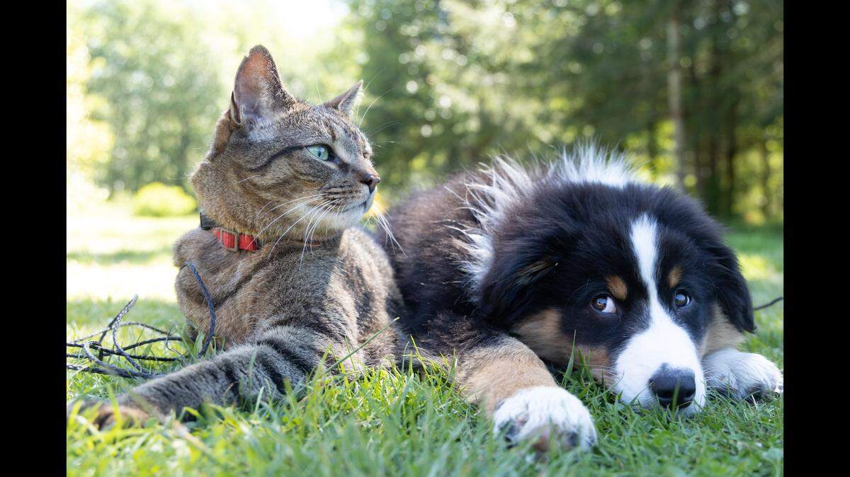 North Carolina pet owners were most drawn to the names Bella and Luna, a new report finds.