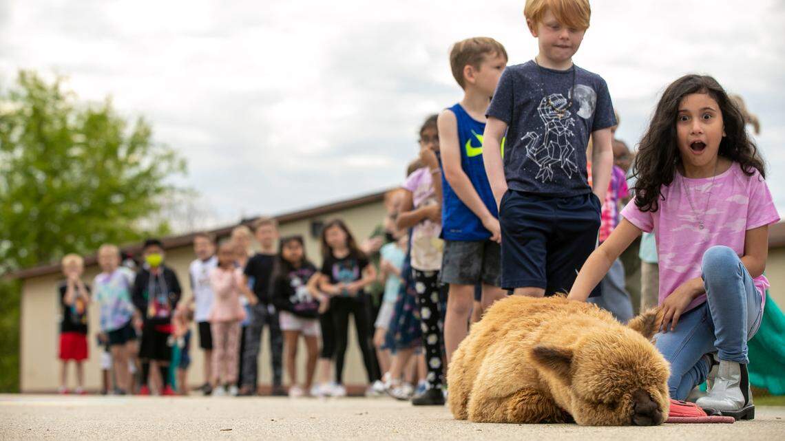 First grader Melanie Garcia shows her excitement as get a chance to pet an Alpaca on Tuesday, April 12, 2022 at Ballentine Elementary School in Fuquay-Varina, N.C. Hundreds of students as Ballentine got the opportunity to pet Pumpkin and have their photo take with the visiting Alpaca.