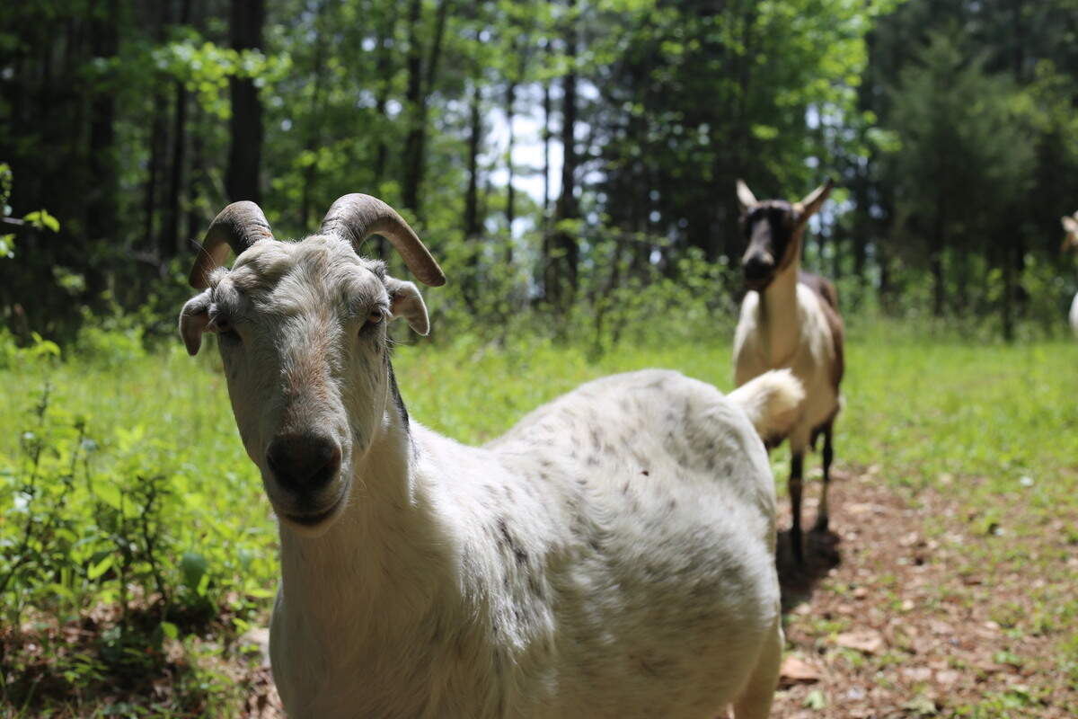 Goats graze in the pastures and the woods of the Walton Farm, next to William B. Umstead State Park.