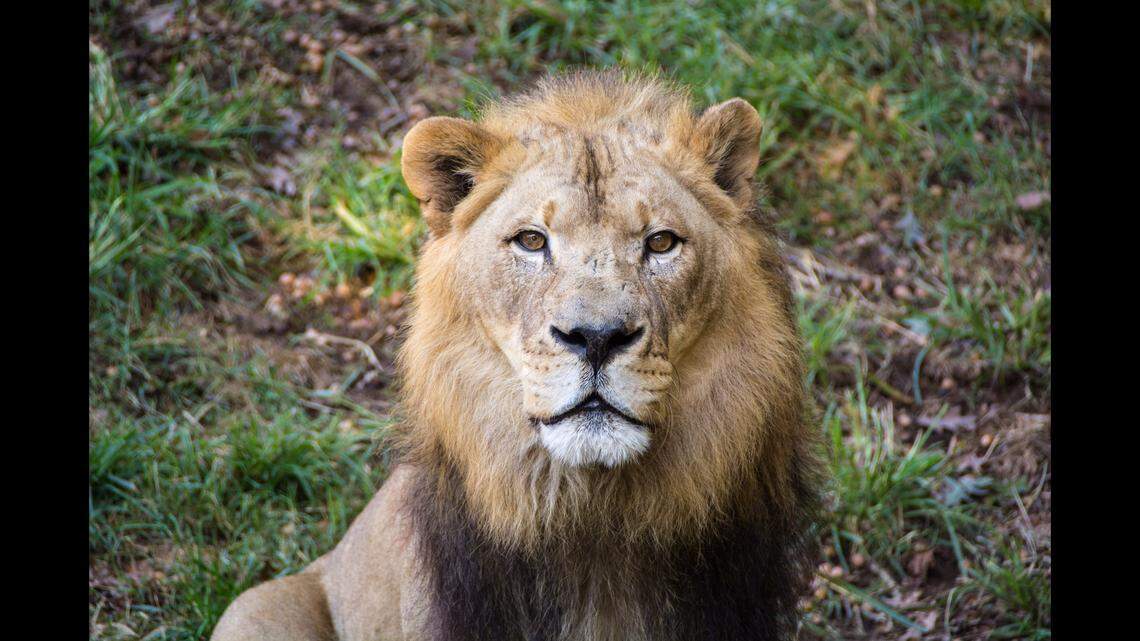 A 23-year-old African lion named Reilly has died at the North Carolina Zoo, after battling renal disease for years, according to zoo officials.
