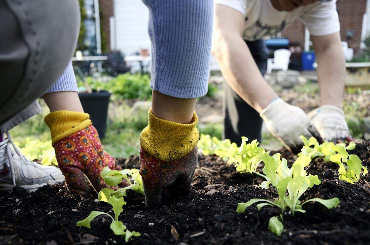 Jaehoon Lim, right, and Yong Choi, right, volunteer their time on a Thursday afternoon to help plant lettuce for Friendship Garden on March 15, 2012.