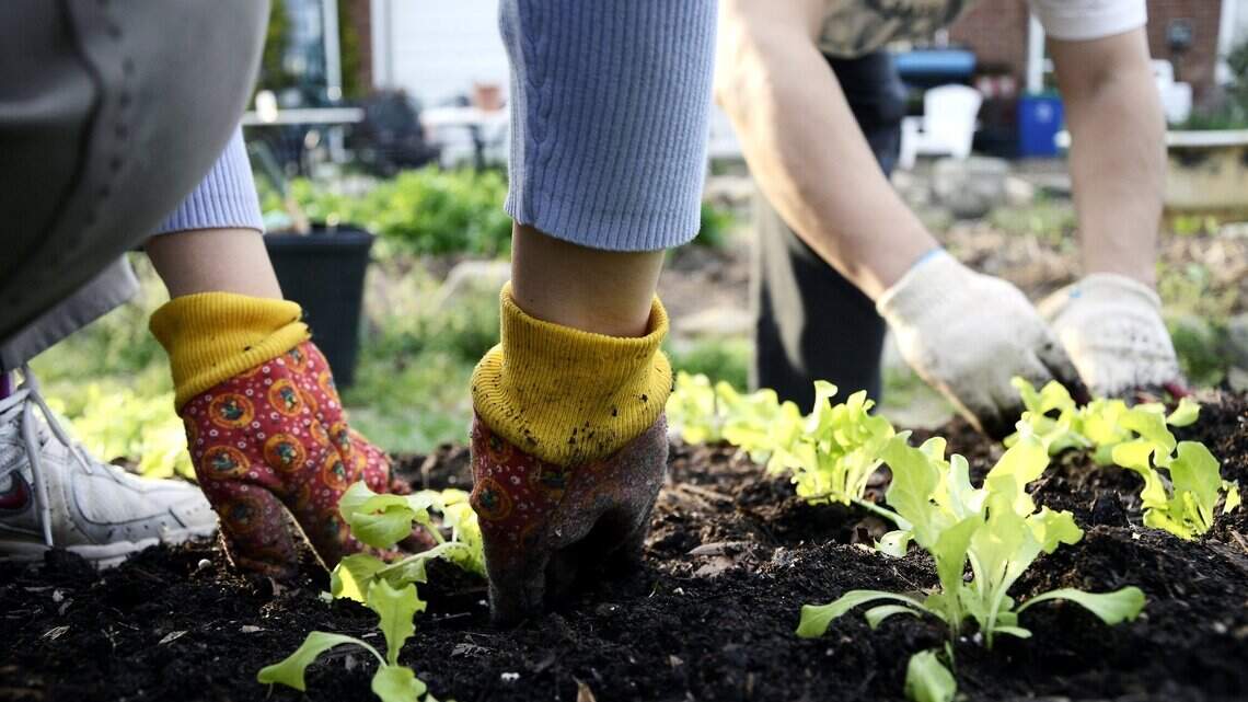 NC Gardening Guide: Test garden soil for free. Your growing plants will thank you