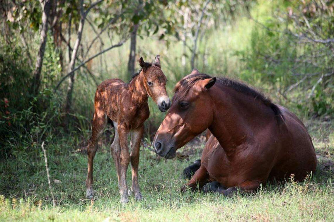 A filly was born to North Carolina’s wild horse herd in Corolla on Thursday, Aug. 23, 2018. She’s pictured here with her mother.