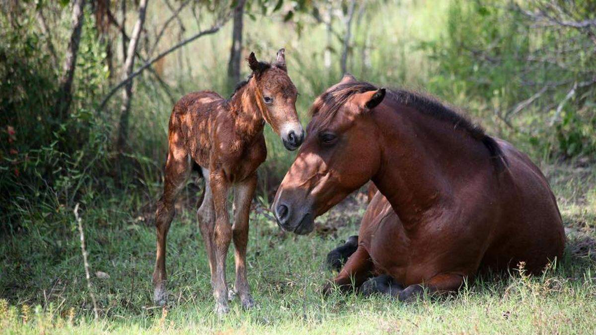 A filly was born to North Carolina’s wild horse herd in Corolla on Thursday, Aug. 23, 2018. She’s pictured here with her mother.