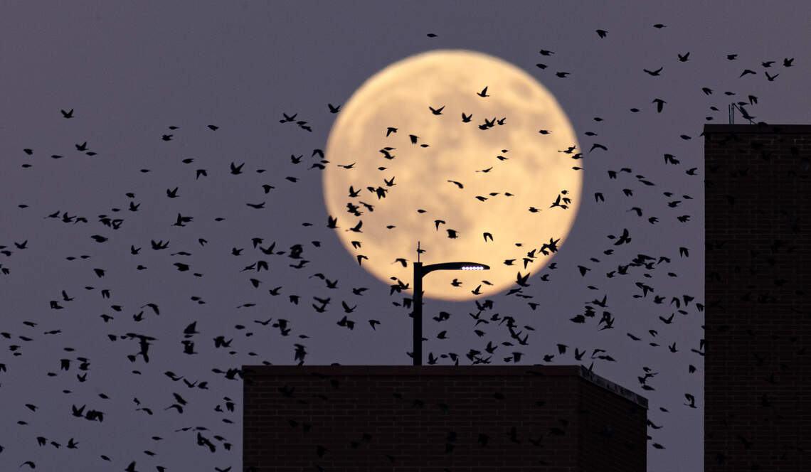 Swifties, assemble: Where to catch the sunset ‘swift-nado’ in the Triangle this September