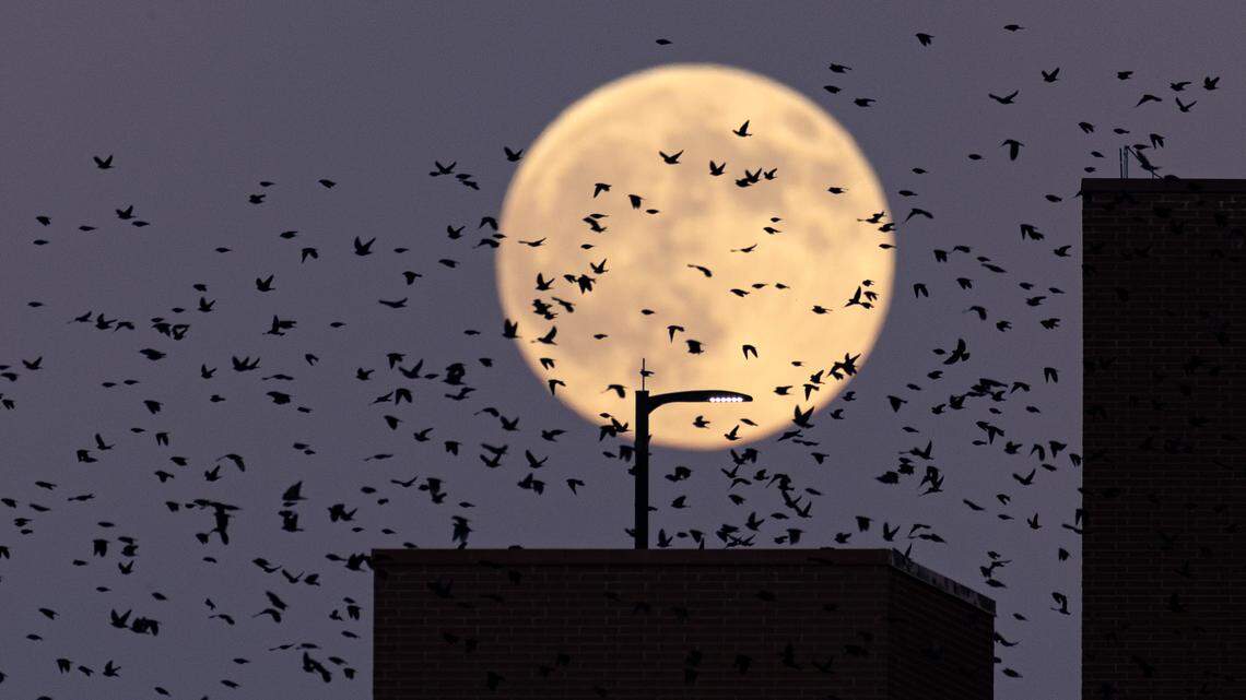 Why November’s full moon will be the brightest of the year & when it peaks over IL