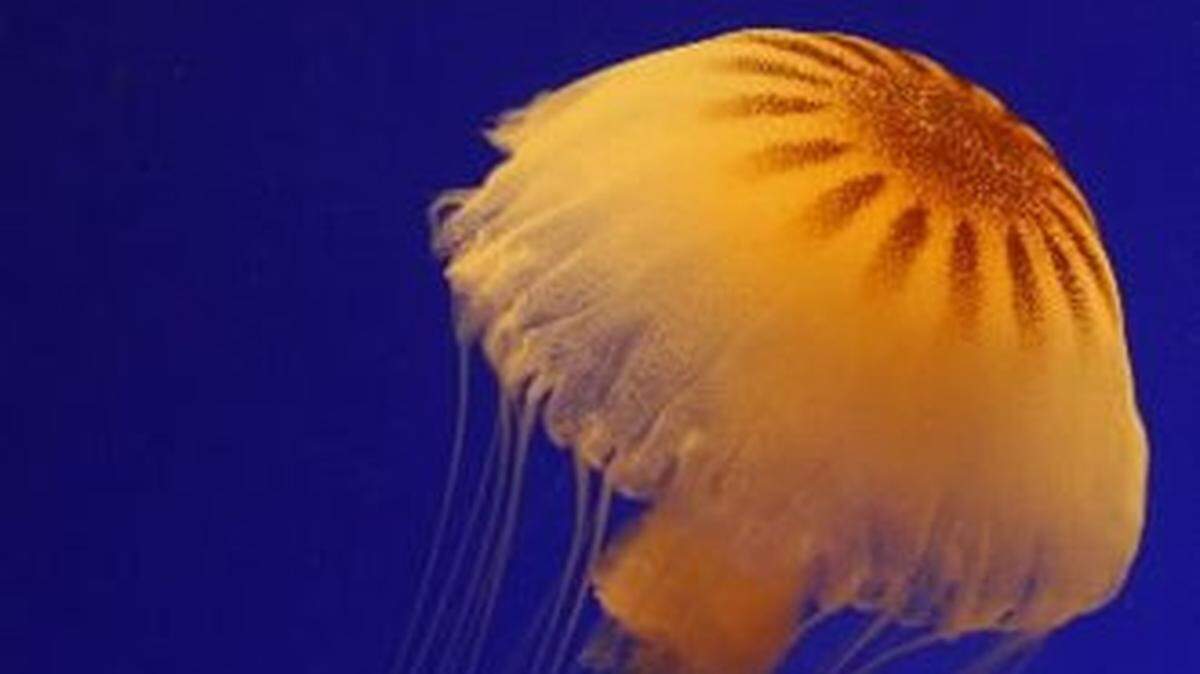Jellyfish of many varieties can be found on North Carolina beaches, though most of them deliver only a mild sting. Take caution and follow these tips as many common remedies are ineffective.

Photo by Grace Beahm/The (Charleston) Post and Courier