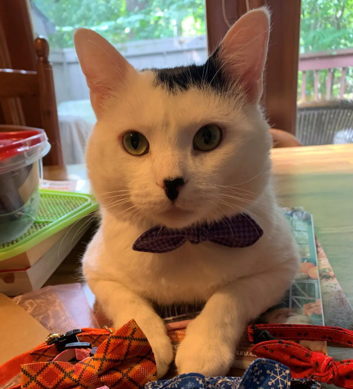 Mr. Charlemagne Moo, one of the finalists in the News & Observer’s cutest cat contest.
