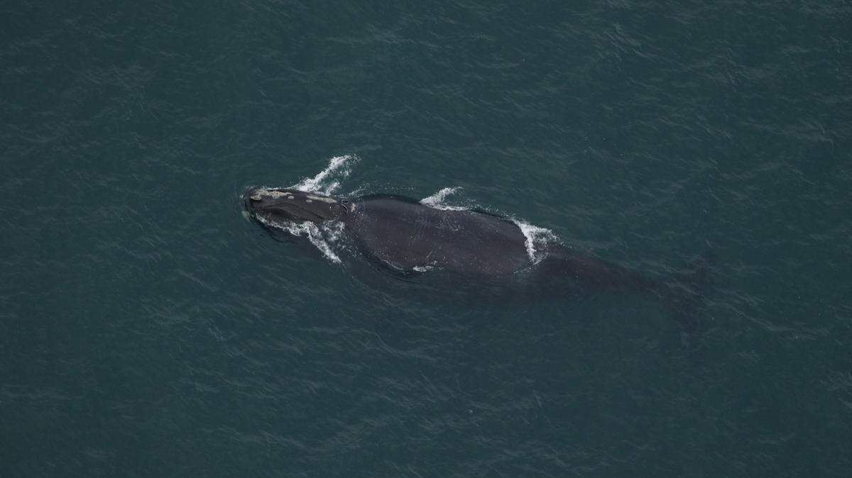 Black Heart, a 19-year-old North Atlantic right whale, was the first spotted in the Southeast of this year’s calving season. There are only about 370 of the endangered whales left, and scientists are asking boaters to follow vessel speed restrictions to protect them.
