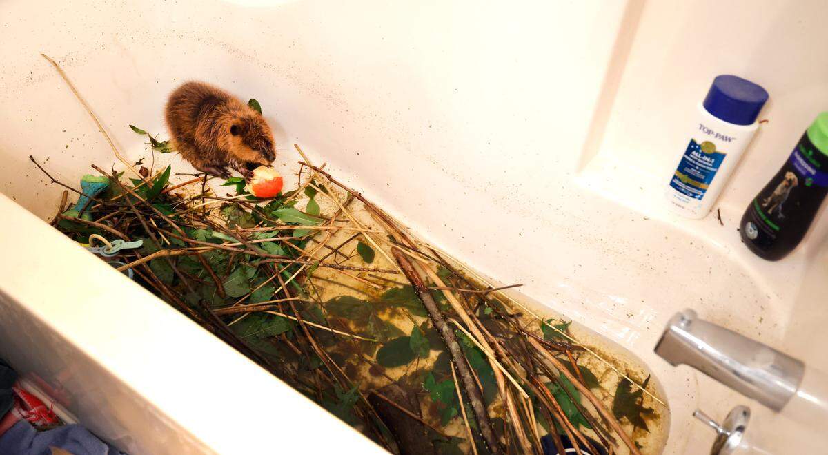 Bucky the beaver enjoys a peach while relaxing in a bathtub at Holly’s Nest Animal Rescue in Sanford, N.C., Friday, July 5, 2024.