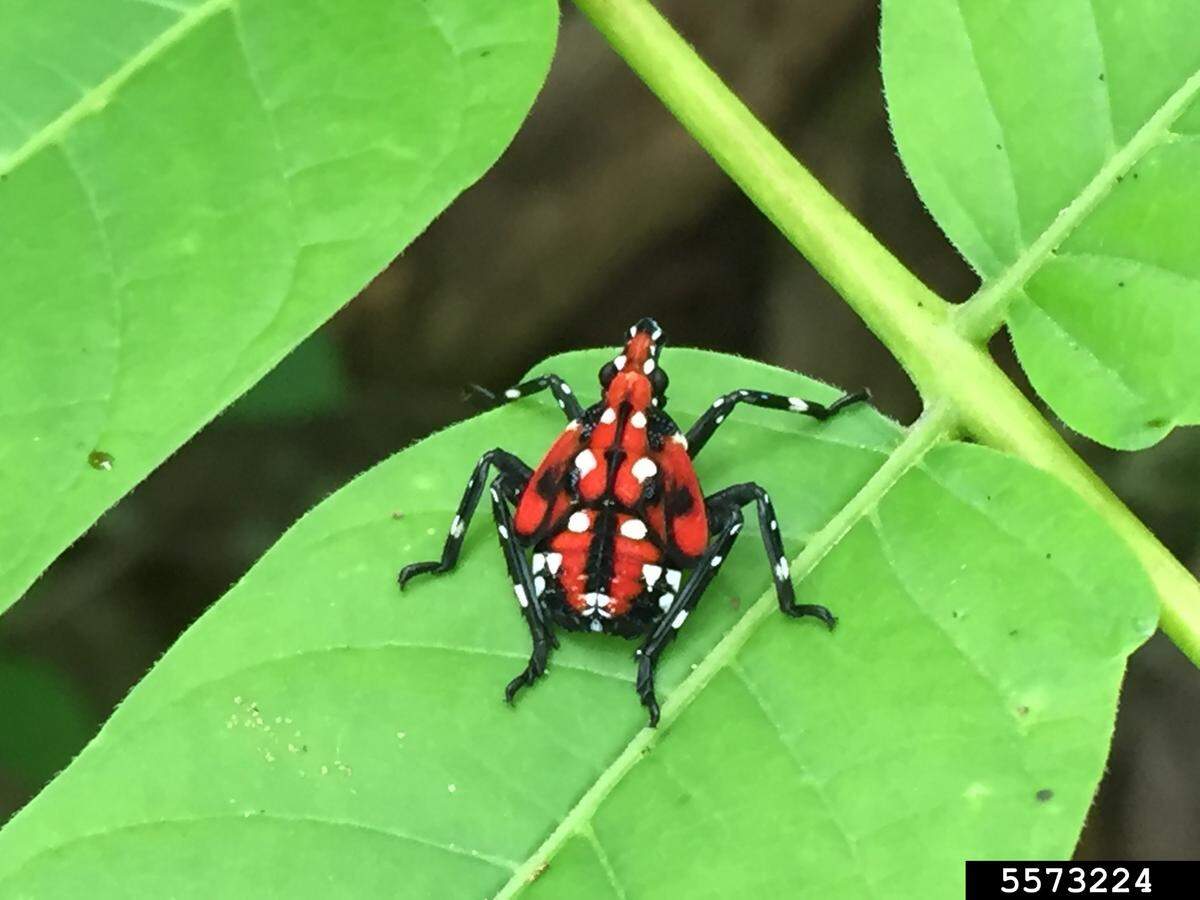 A spotted lanternfly in the mature nymph stage.