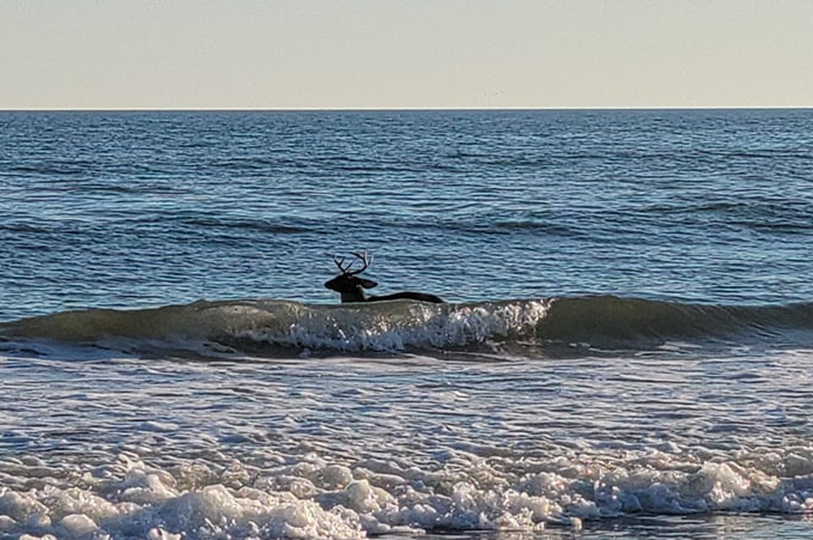 Nancy Byrd Bustle was visiting Sunset Beach, North Carolina, on Nov. 9, when she saw this buck standing in the ocean. It appeared to be playing in the surf.