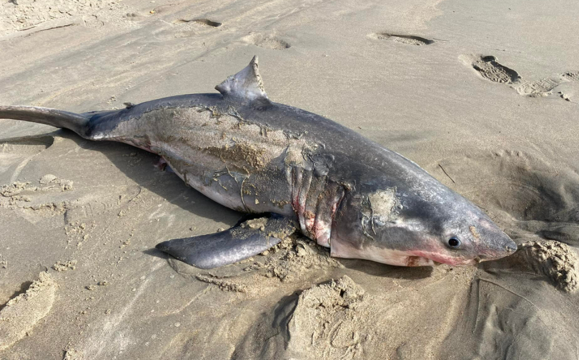A Virginia couple looking for seashells on the Outer Banks beach find 6-foot shark instead Sunday, Feb. 6. It was dead.
