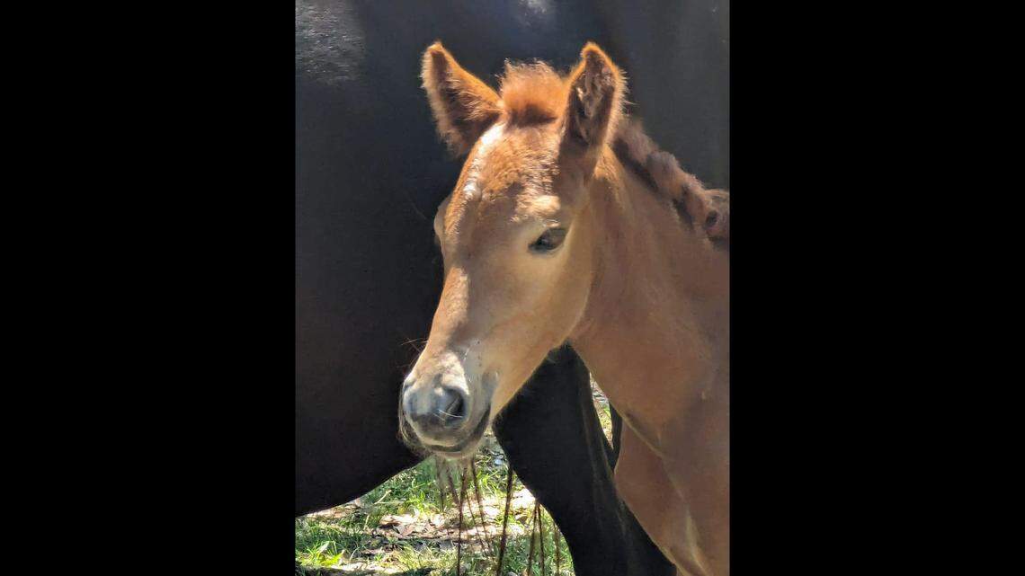This wild filly named Esther was found wandering alone on the Outer Banks, setting off a search for her family. They were found a quarter of a mile away, officials said.