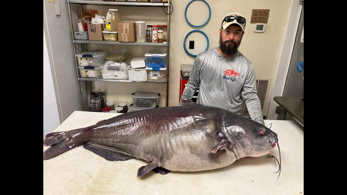 A fisherman recently caught a massive catfish that, if certified by Tennessee wildlife officials, will set a new state record.