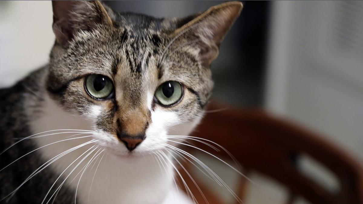Darlene Lavieri lives with her cat Tucker in Wake Forest on May 19, 2018. Darlene is a senior who lives on a fixed income and enjoys the companionship of Tucker. She gets some pet supplies from the AniMeals program sponsored and run by the Wake County SPCA. The program delivers pet supplies and food to qualifying seniors so they don’t have to choose between feeding themselves or their pet.