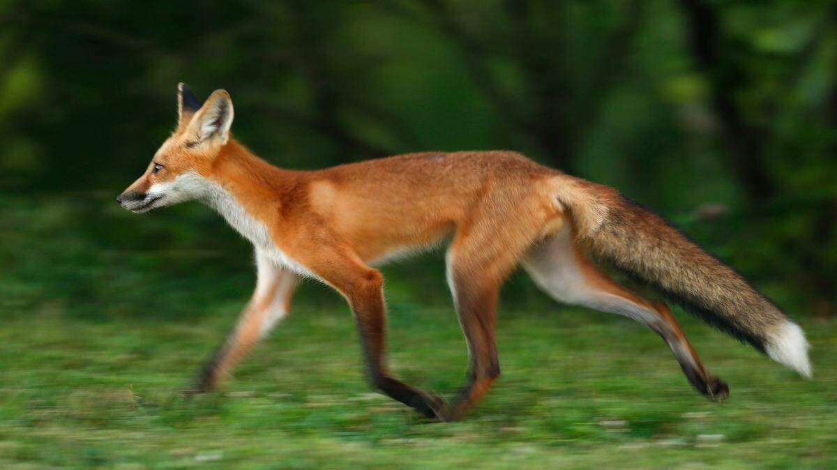 Maryland state wildlife officials posted a warning on Facebook about strange noises being heard in the state. It’s the vixen scream of mating foxes, they say.