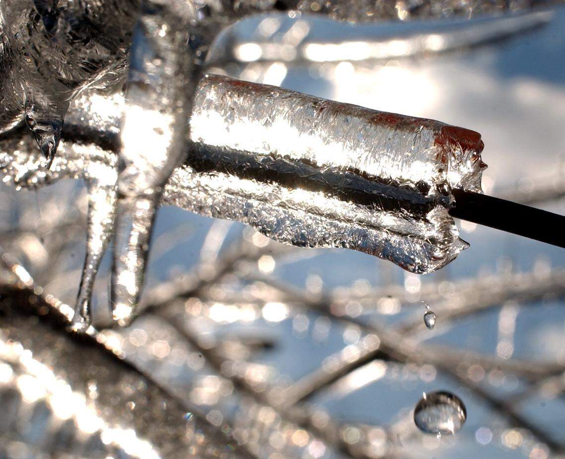 The bright Friday morning sunshine thaws the ice encapsulated limbs of a tree outside Dorton Arena on the N.C. State Fairgrounds 