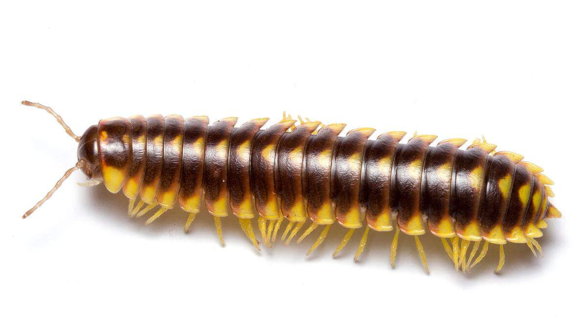 Major changes in NC weather have driven millipedes indoors, including inside our homes.