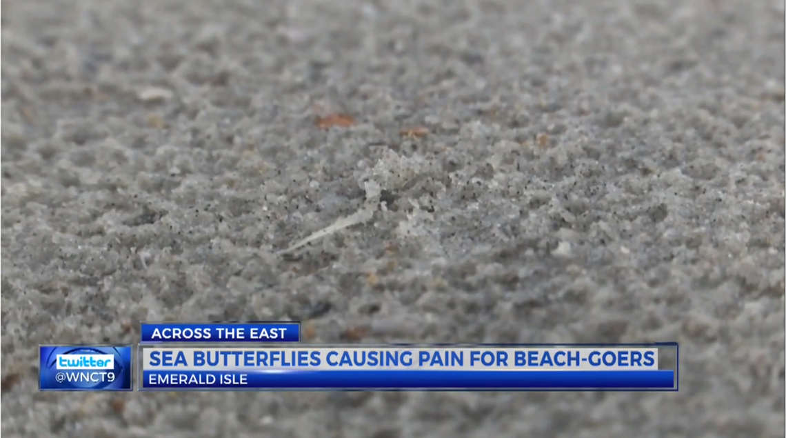 Sea butterflies have been seen in North Carolina, officials say.