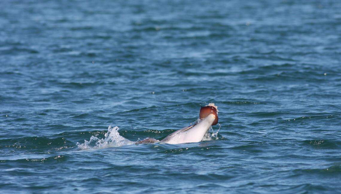 A bottlenose dolphin off the North Carolina coast holds a jellyfish in it’s mouth as it swims.
