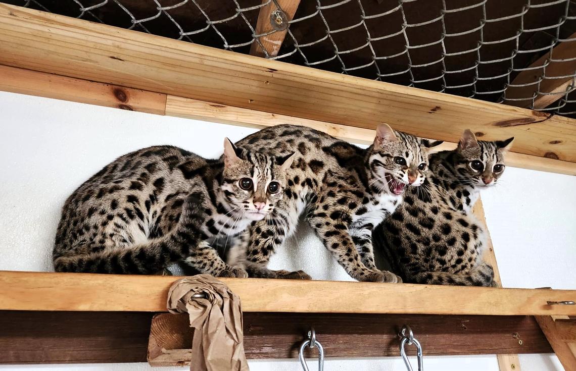 Asian leopard cats Ginger, Pepper and Clove were rescued in 2023 from a Texas breeder. In the 1900s, the Asian leopard cat was bred with domestic cats to produce Bengal cats, however, many aggressive, wild traits and habits remain.