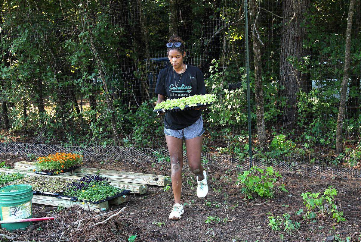 UNC student Camille Moore, 19, carries lettuce seedlings being planted at a new farm site on Old N.C. 86 in Orange County on Friday, Sept, 5, 2025. “I buy [my vegetables] from a grocery, but I might be inspired to start growing,” Moore says. “It’s not too difficult.”