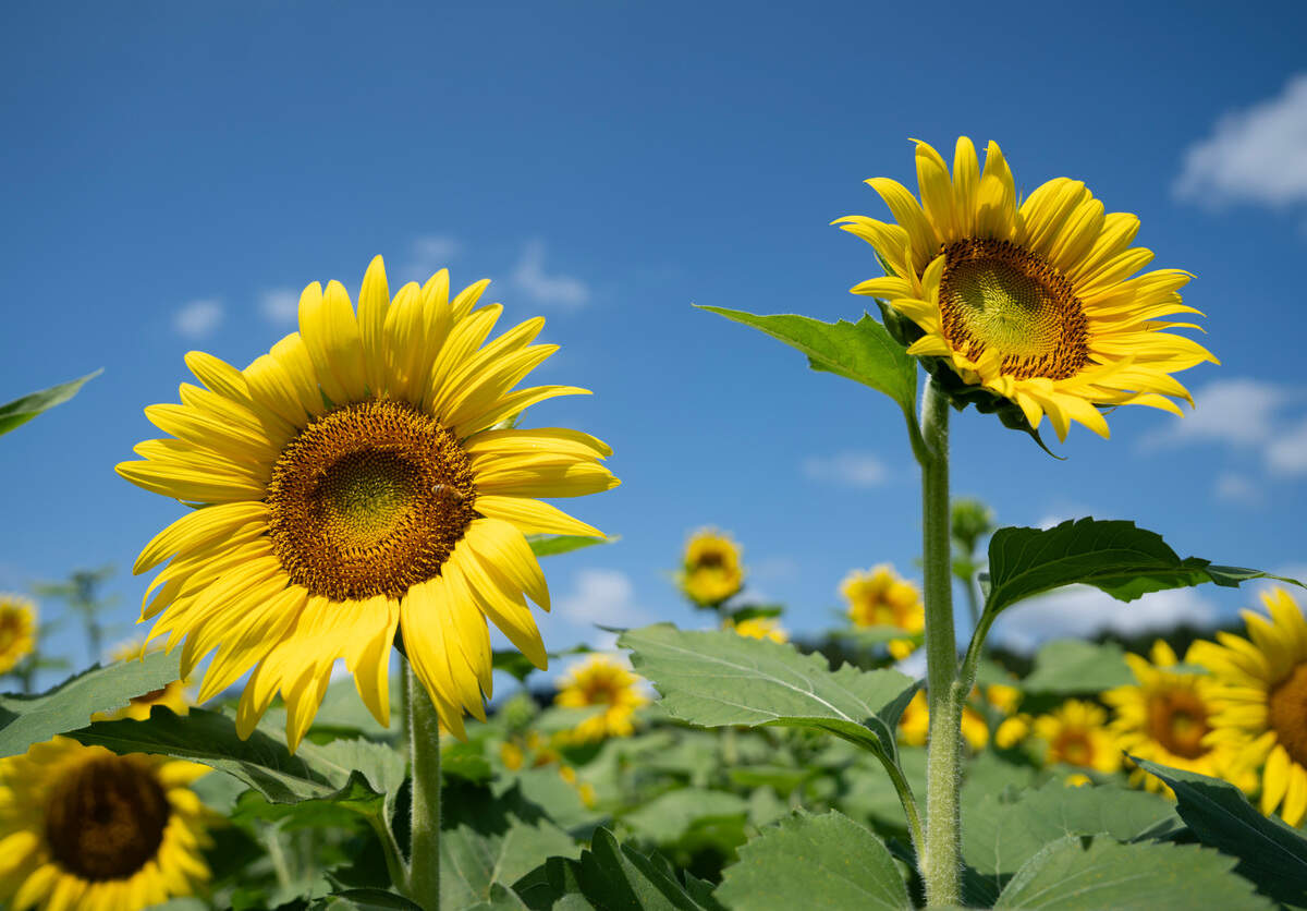 Sunflowers bloom at the field in Dix Park in Raleigh, N.C. on Monday, July 14, 2025.
