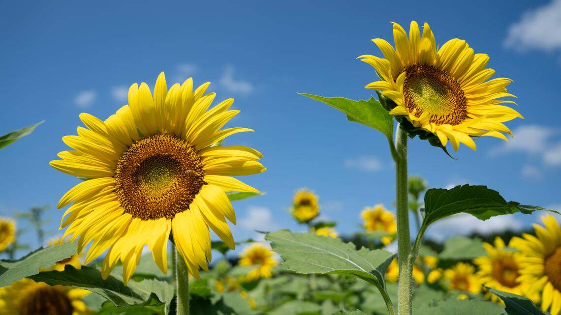 Dix Park sunflowers are at peak bloom. When to go & where to park