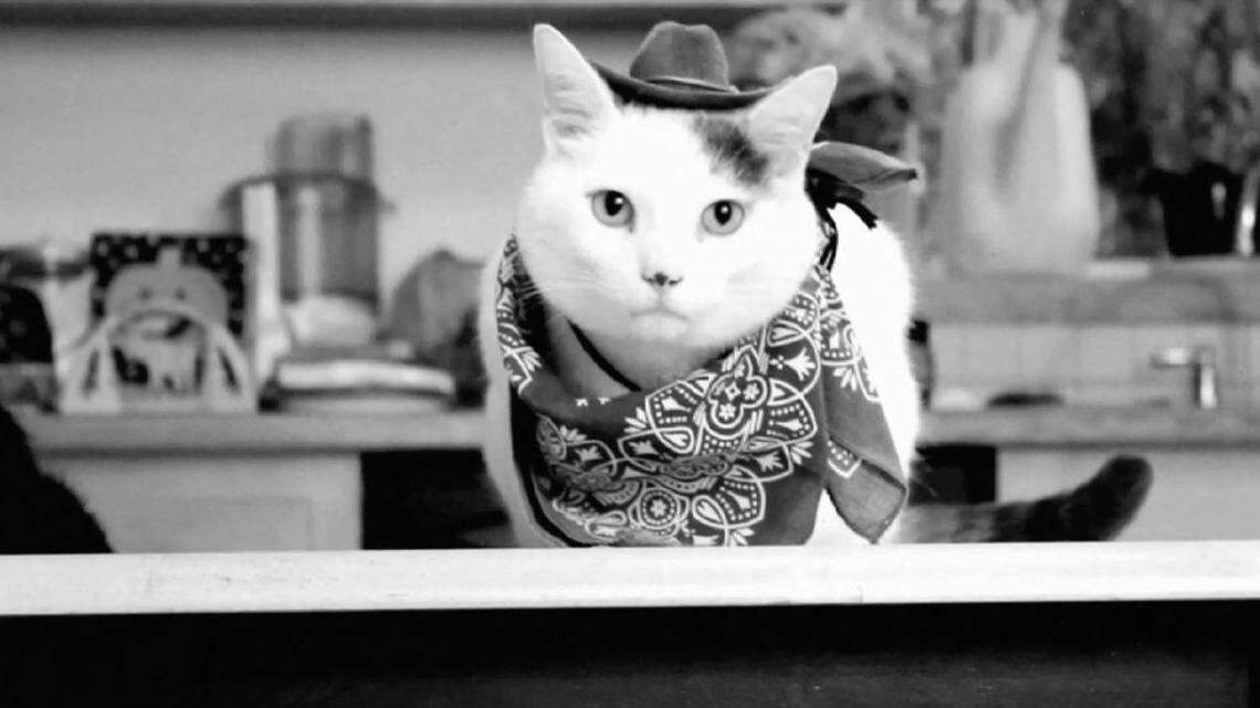 This film celebrates, and encourages, the national pasttime of watching cat videos