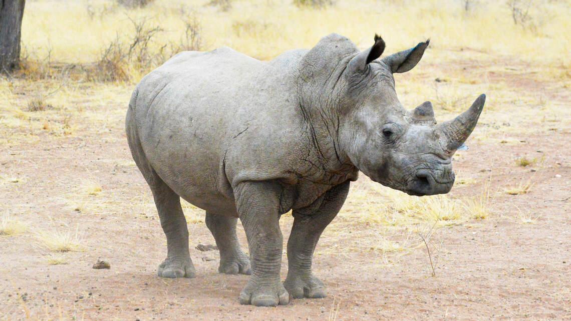 Poking around in rhinoceros poop may turn up ways to help rhinos reproduce