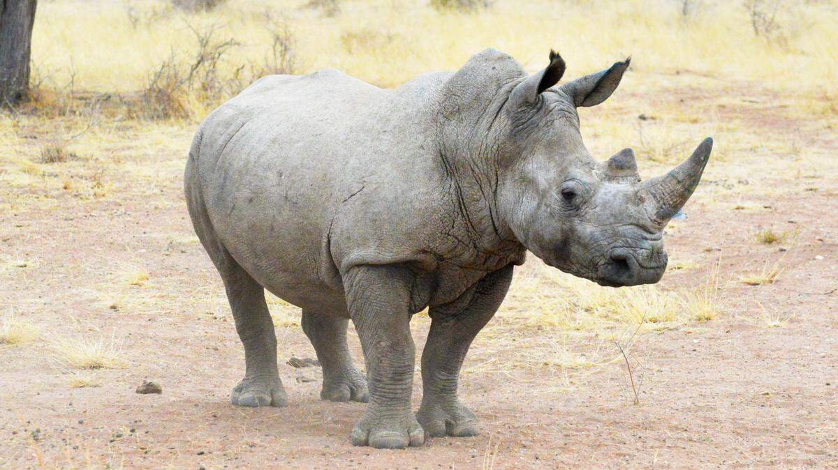 A southern white rhinoceros stands in a field at the North Carolina Zoo.
