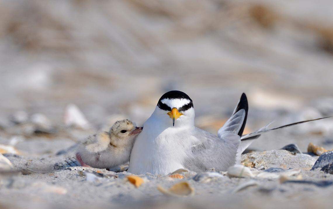 A least tern is shown with one of its chicks on Hutaff Island. Least terns are one of the threatened birds that spend time on the spit of land just south of Topsail Island, which conservation groups announced Thursday will be conserved in perpetuity.