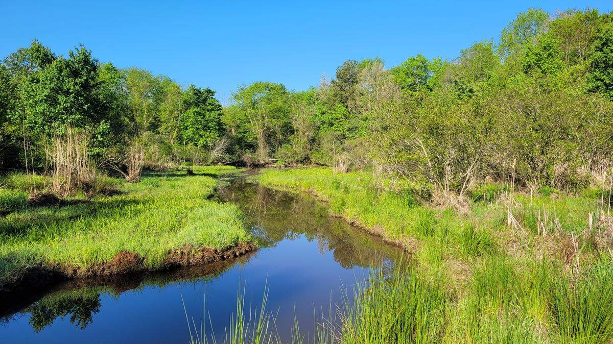Part of the Whispering Pines tract of land in Granville County that Mark and Tara Rein have donated to the Tar River Land Conservancy.