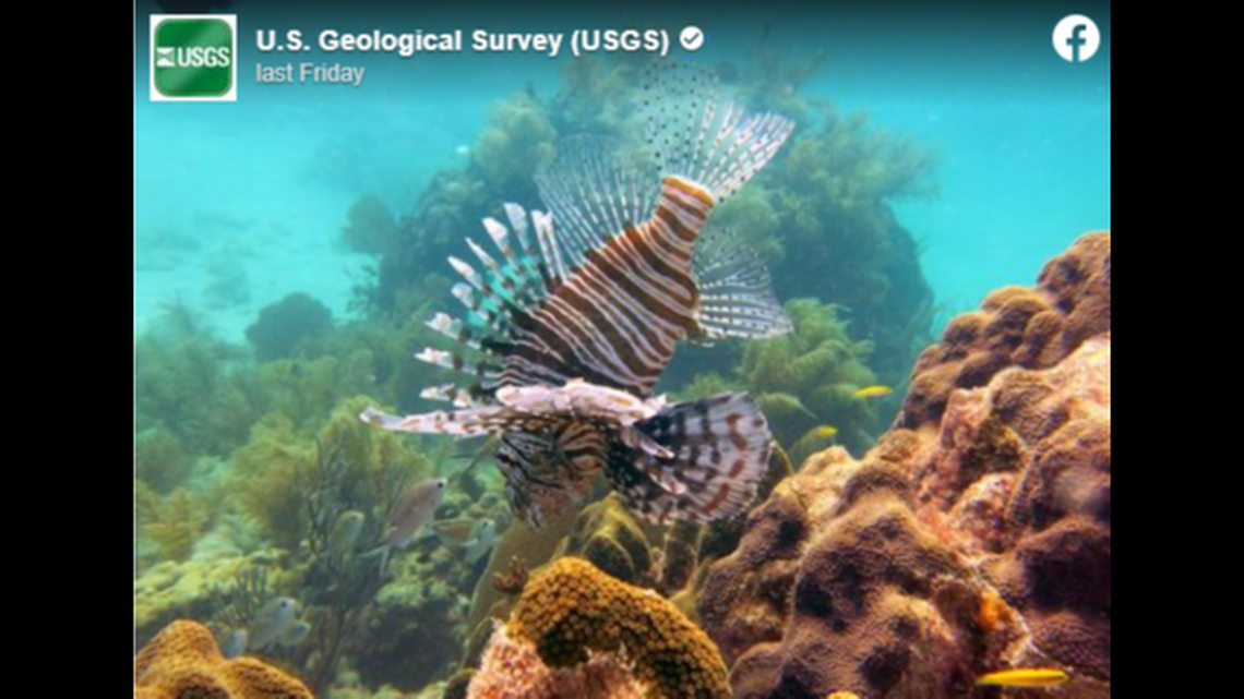 NOAA warns divers and anglers “to be extremely cautious and to avoid contact with the venomous spines of the lionfish.”
