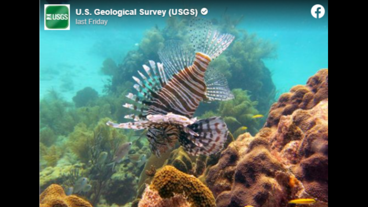 NOAA warns divers and anglers “to be extremely cautious and to avoid contact with the venomous spines of the lionfish.”