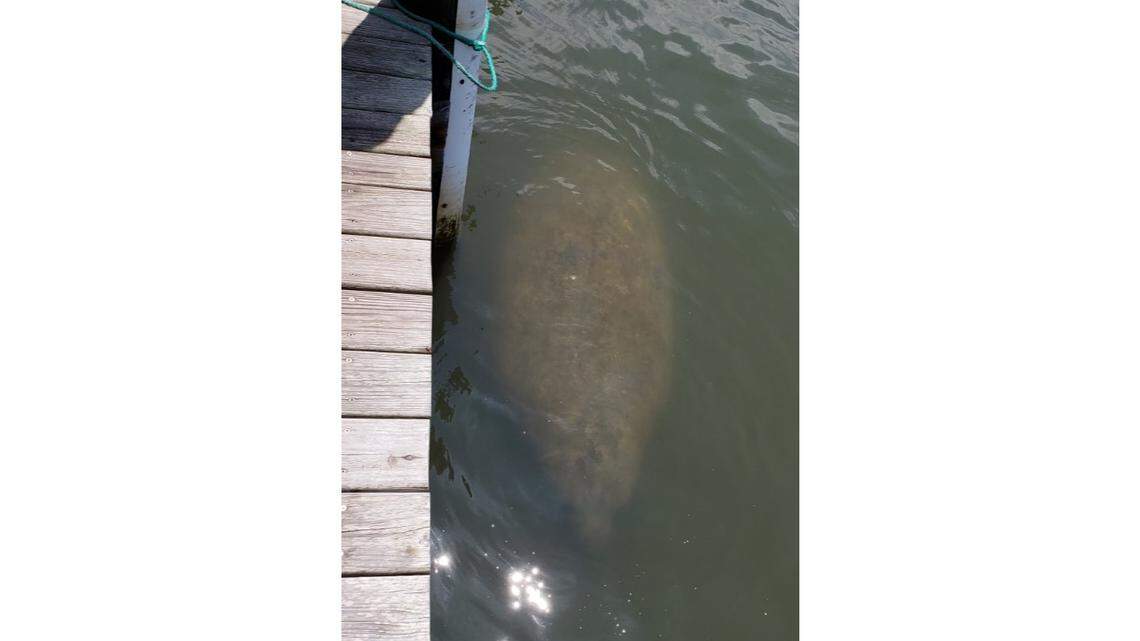 A manatee spotted in the Oregon Inlet Marina on Saturday, June 16, 2018.