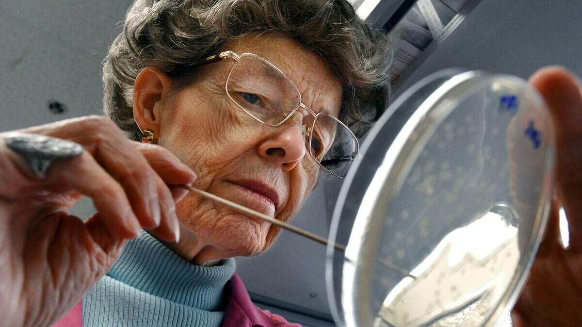 A file photo shows Mary-Dell Chilton working on e. coli growing in a petri dish at her lab on the Syngenta Biotechnology, Inc. campus in RTP. Chilton was the first to genetically modify plants, a revolution in agriculture. She has died at age 87.