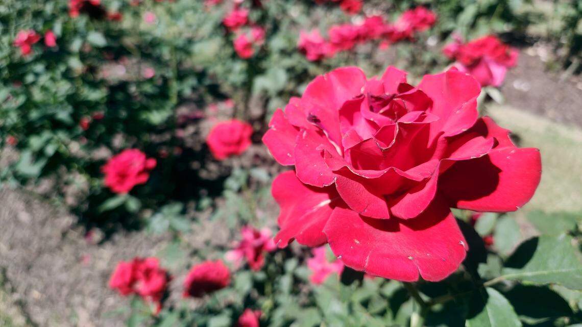 When will Raleigh’s Rose Garden be in full bloom? You’d better hurry.