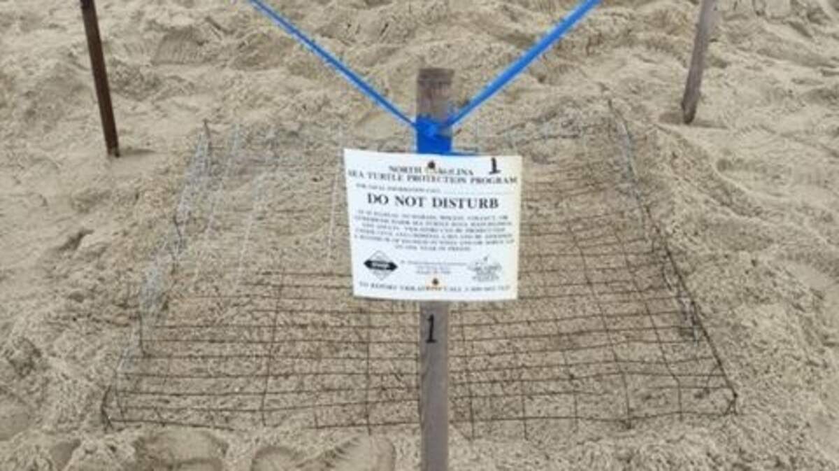 One of the Earth's largest sea turtles laid eggs in this nest at Fort Fisher State Recreation Area in North Carolina between May 20, 2018 to May 23, 2018.