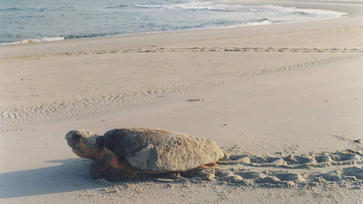 Loggerhead sea turtles like this one nest along South Carolina’s beaches. Beaufort County’s first loggerhead nest was found Sunday, May 5, 2024.