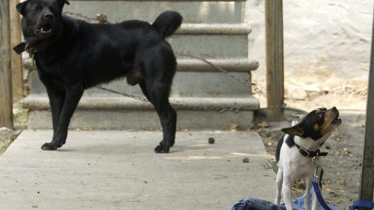 This News & Observer file photo shows two dogs tethered outdoors.
