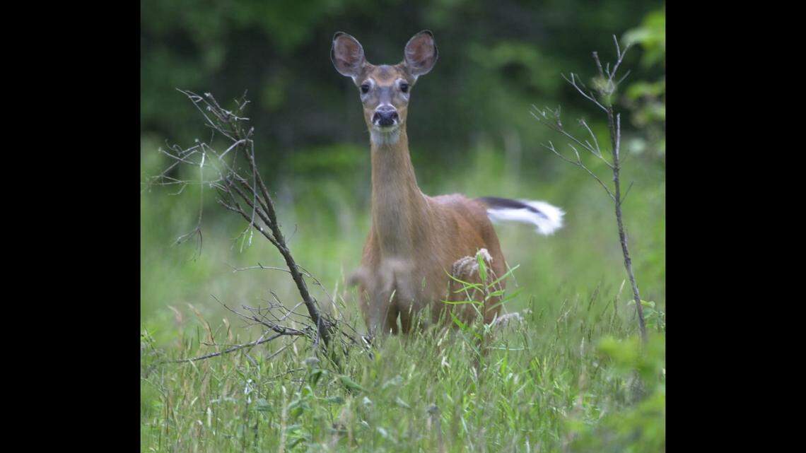 Animal control officers in Warren County, Kentucky, helped a distressed deer in labor, not the one pictured above in this stock image, deliver twin fawns.