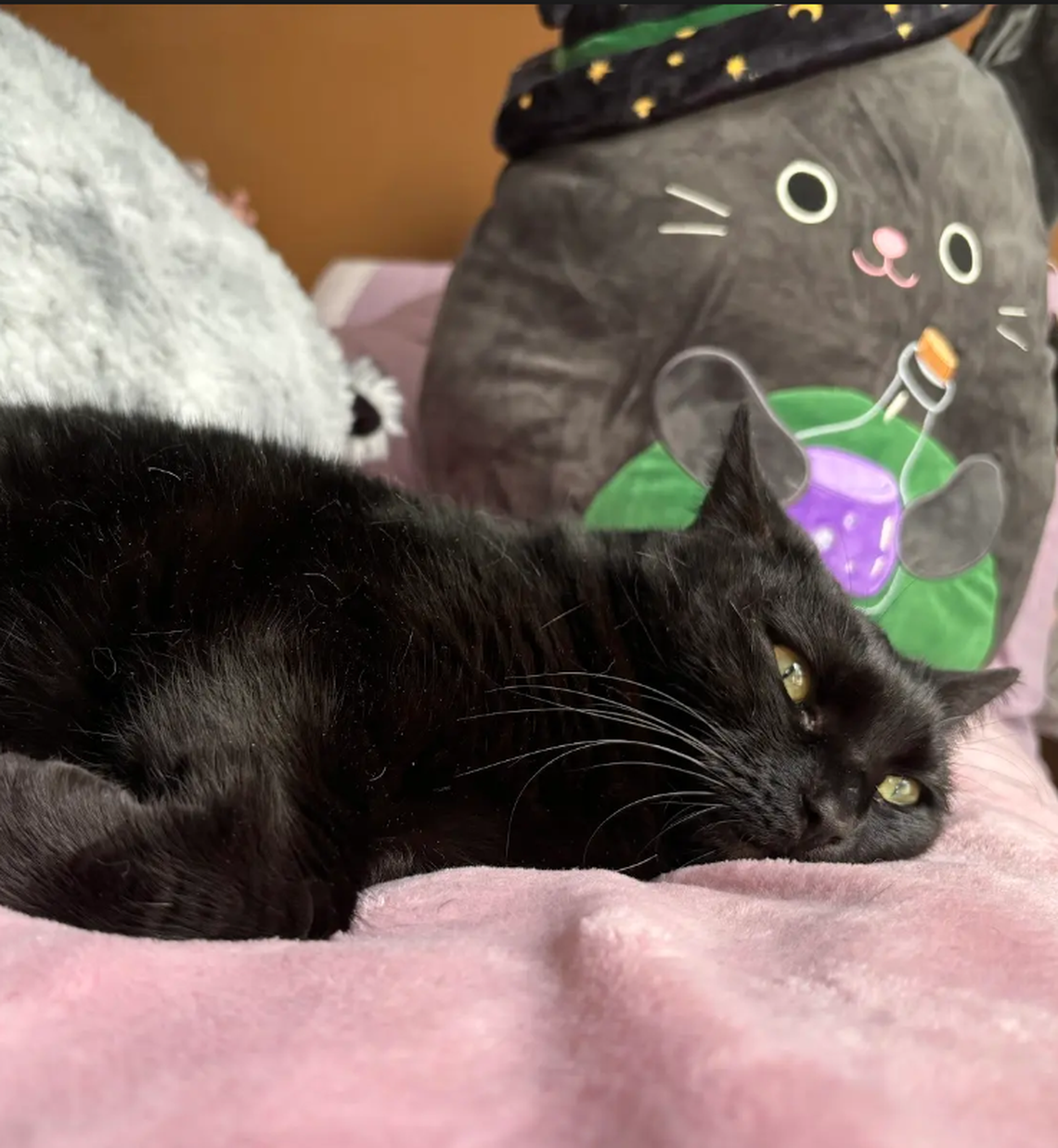 Salem, one of the finalists in the News & Observer’s cutest cat contest.