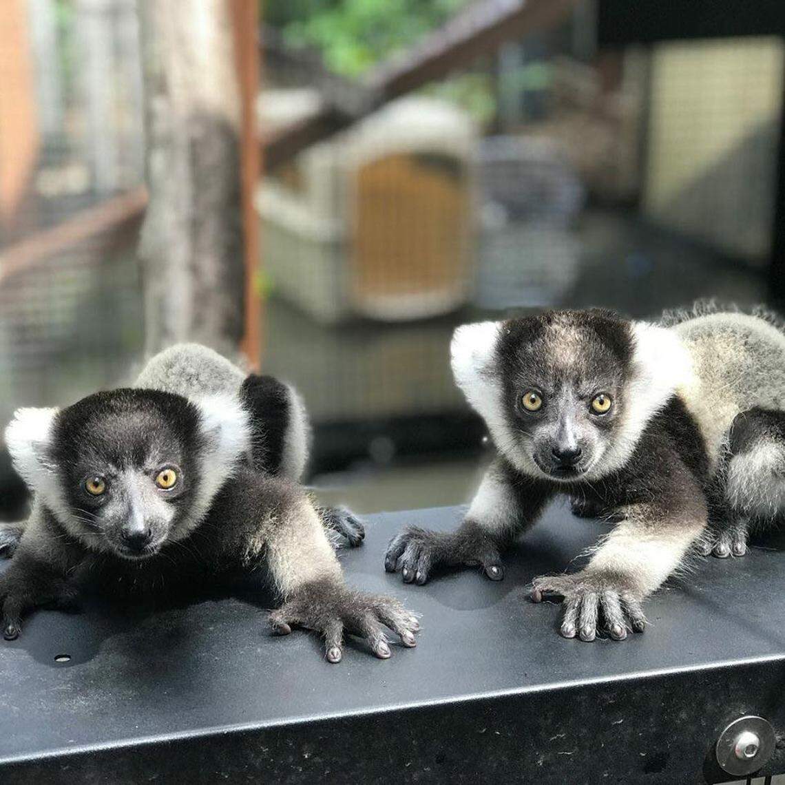 Black and white ruffed lemur twins Harriot and Helene.
