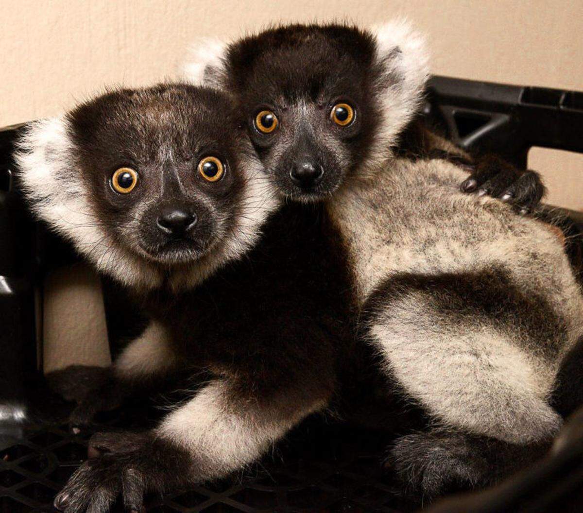 The Duke Lemur Center is holding the virtual #StayAway5K on May 30 or 31 with all proceeds to benefit lemur care and conservation.