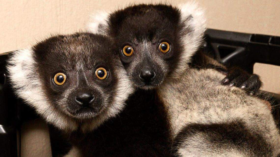 The Duke Lemur Center is holding the virtual #StayAway5K on May 30 or 31  with all proceeds to benefit lemur care and conservation.